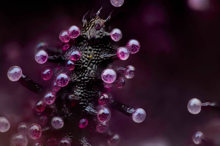 2024 Nikon Small World Photomicrography Competition Winners