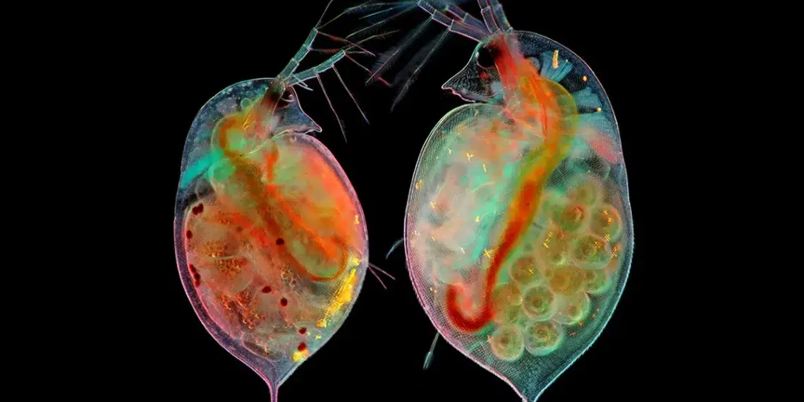 nikon photomicrography competition winners