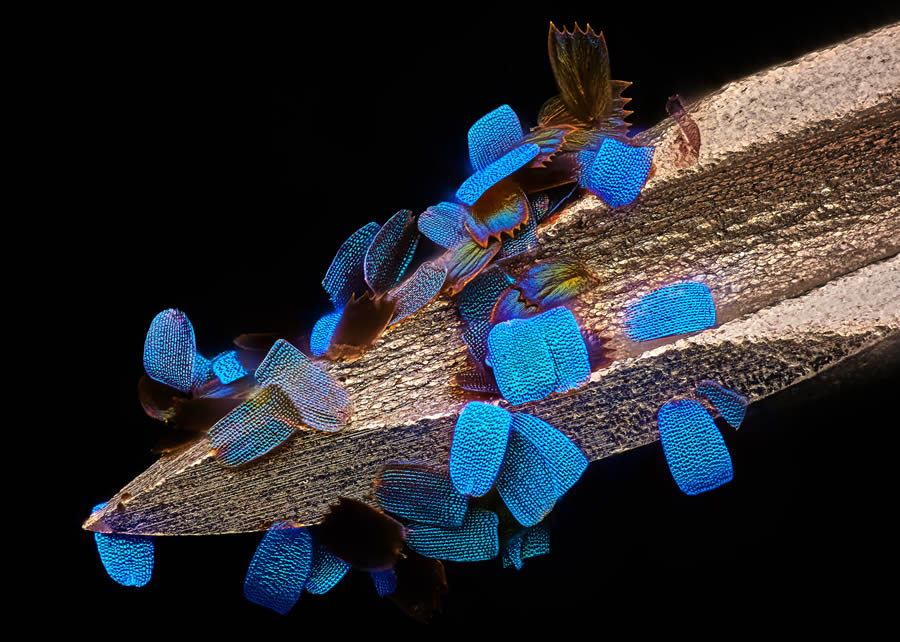 2024 Nikon Small World Photomicrography Competition Winners