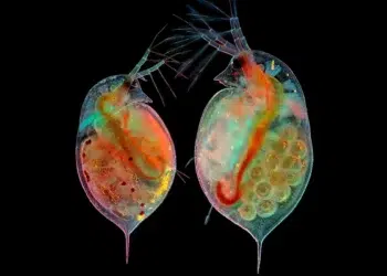 nikon photomicrography competition winners