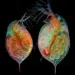 nikon photomicrography competition winners