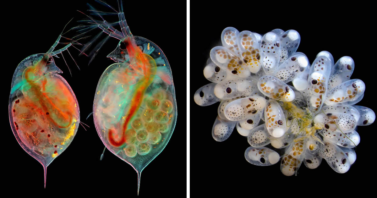 20 Mesmerizing Winners of the 2024 Nikon Small World Photomicrography Competition