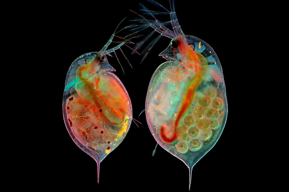 2024 Nikon Small World Photomicrography Competition Winners