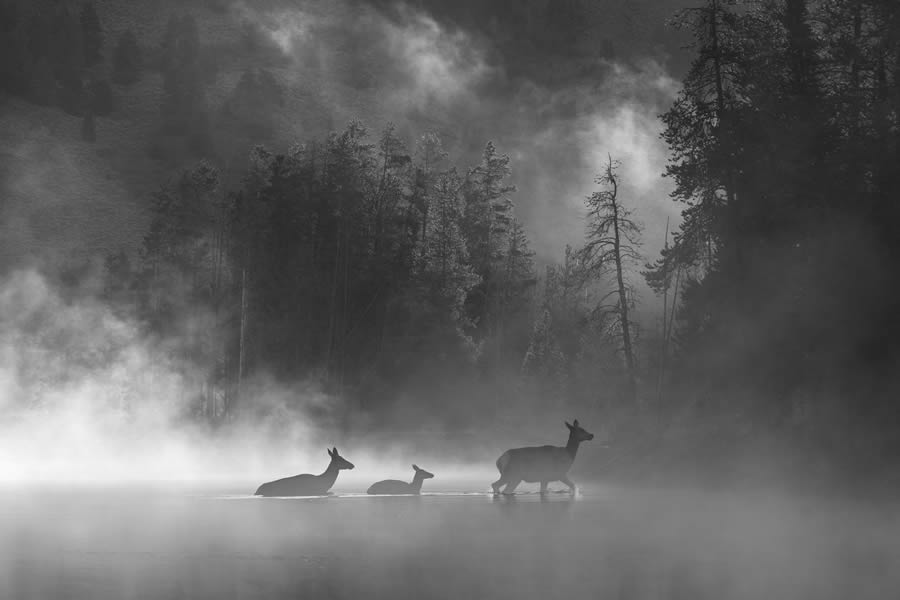 reFocus Black And White Nature Photography Awards