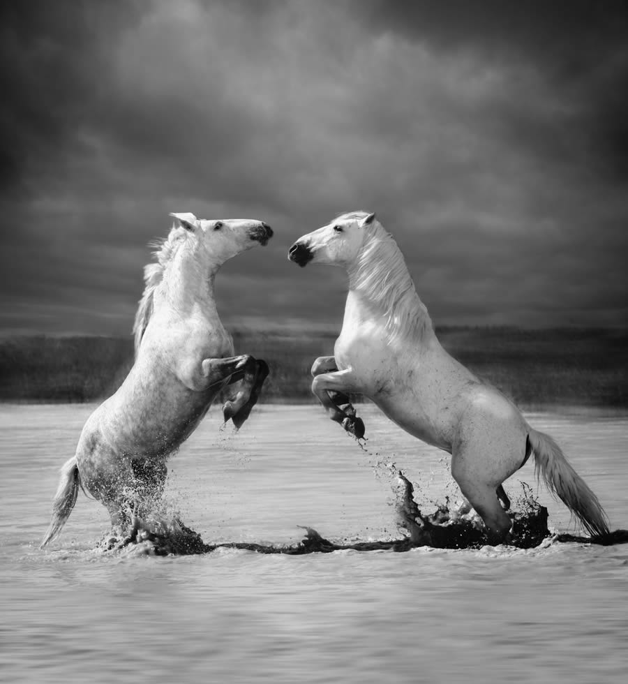 reFocus Black And White Nature Photography Awards