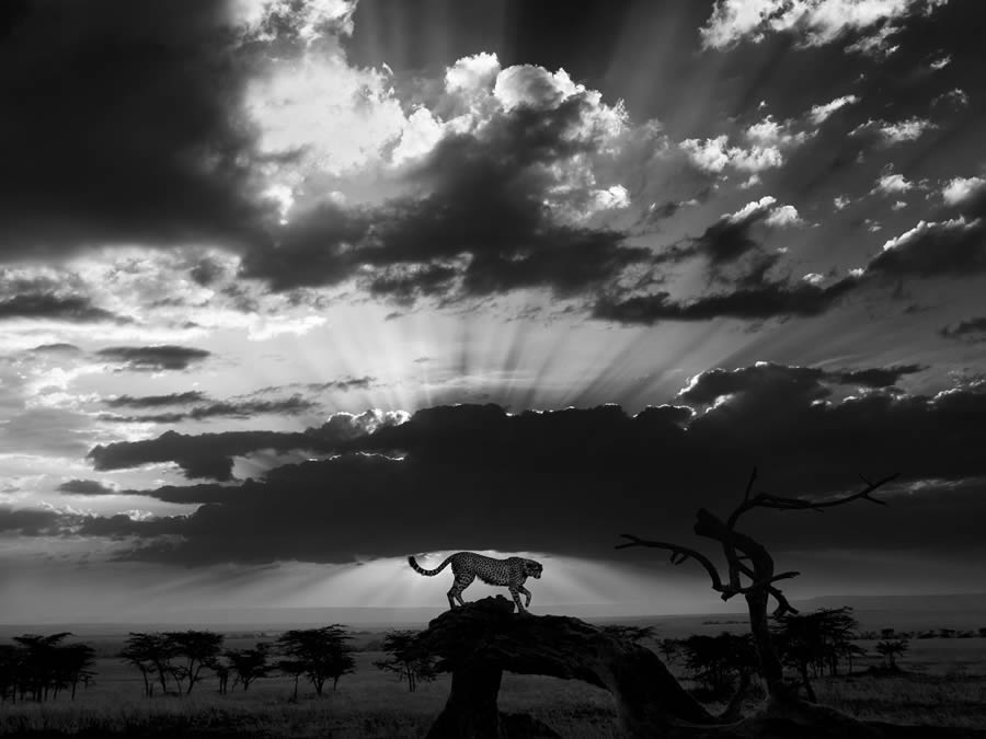 reFocus Black And White Nature Photography Awards