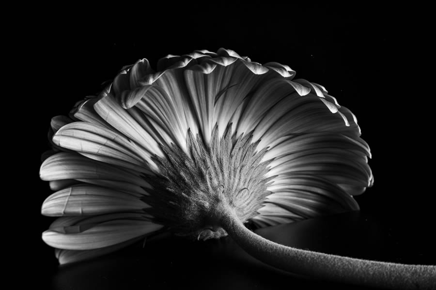 reFocus Black And White Nature Photography Awards