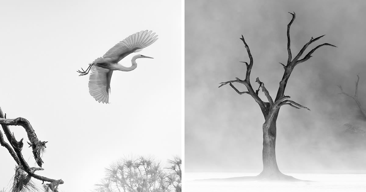 20 Award-Winning Nature Photos From The 2024 reFocus Black And White Photography