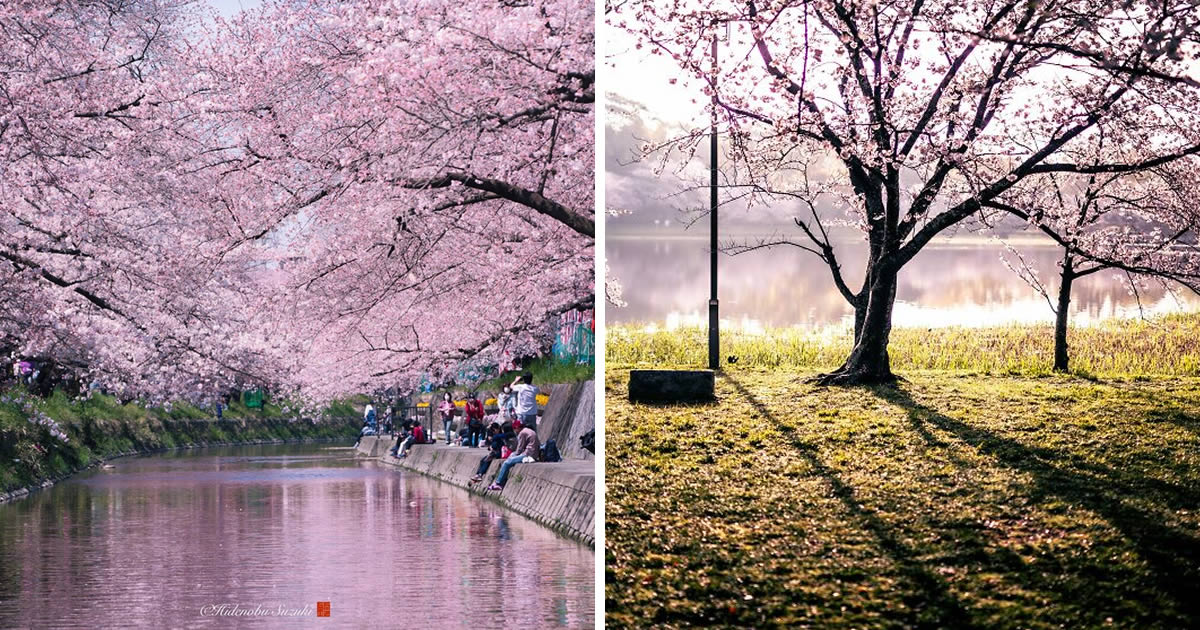 25 Breathtaking Photos of Sakura in Full Bloom Across Japan by Hidenobu Suzuki