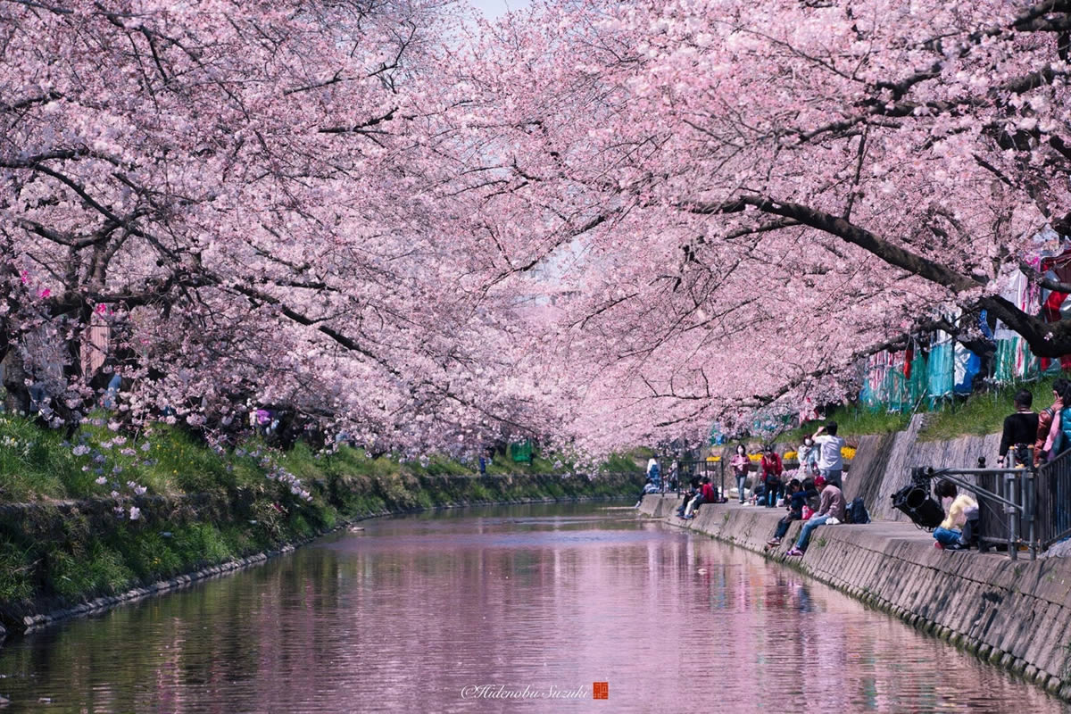 Sakura in Full Bloom Across Japan by Hidenobu Suzuki