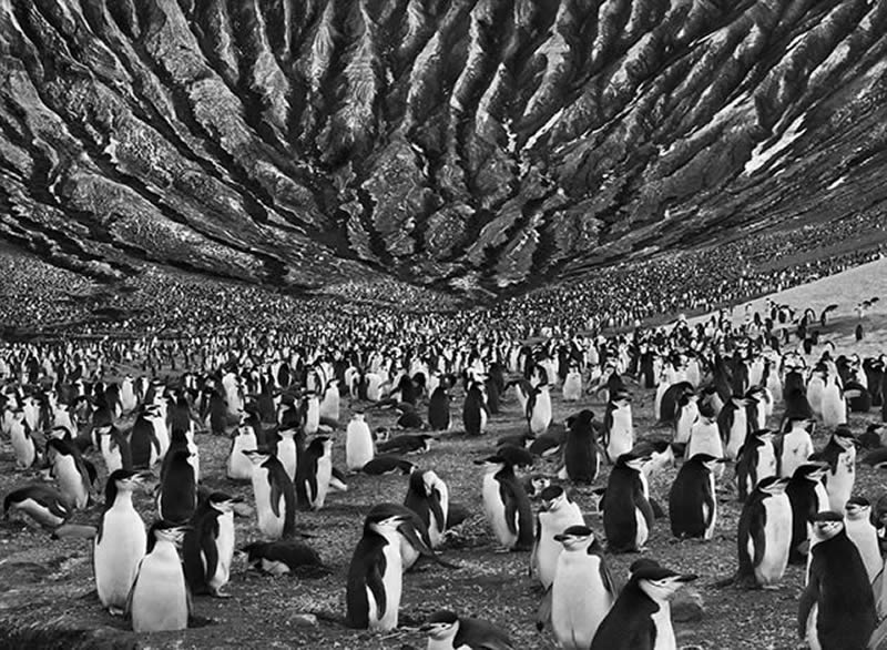 Sebastiao Salgado Master Photographer