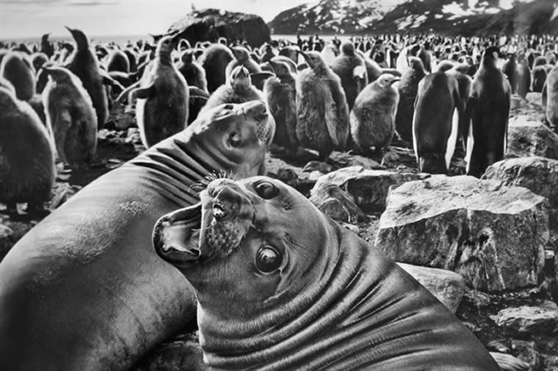 Sebastiao Salgado Master Photographer