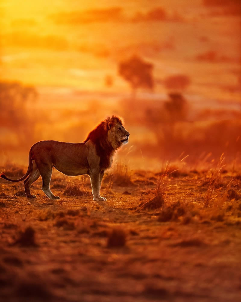 Capturing the Wild and the Wanderlust: The Incredible Photography of ...