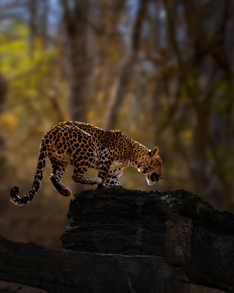 Travel and Wildlife Photography by Jalpa Trivedi Shah