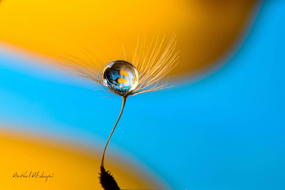 Water Droplets Macro Photography