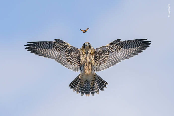 2024 Wildlife Photographer of the Year Winners