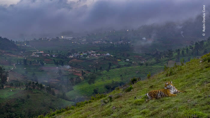 2024 Wildlife Photographer of the Year Winners