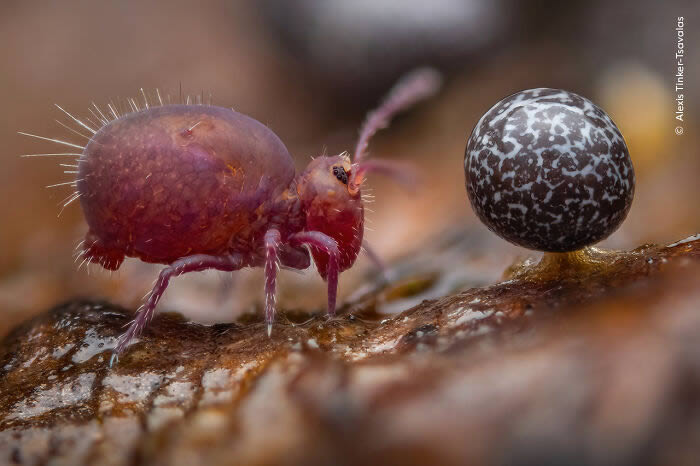 2024 Wildlife Photographer of the Year Winners