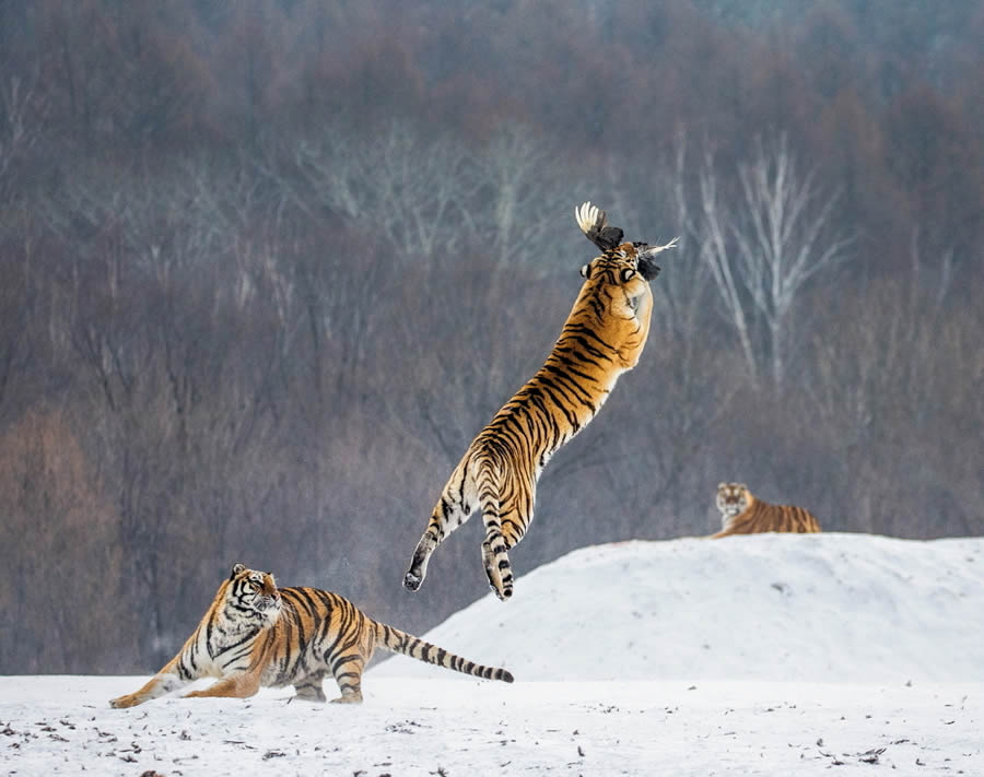 Award-Winning Photographer Andrey Gudkov Showcases Stunning Wildlife Photography from Around the Globe