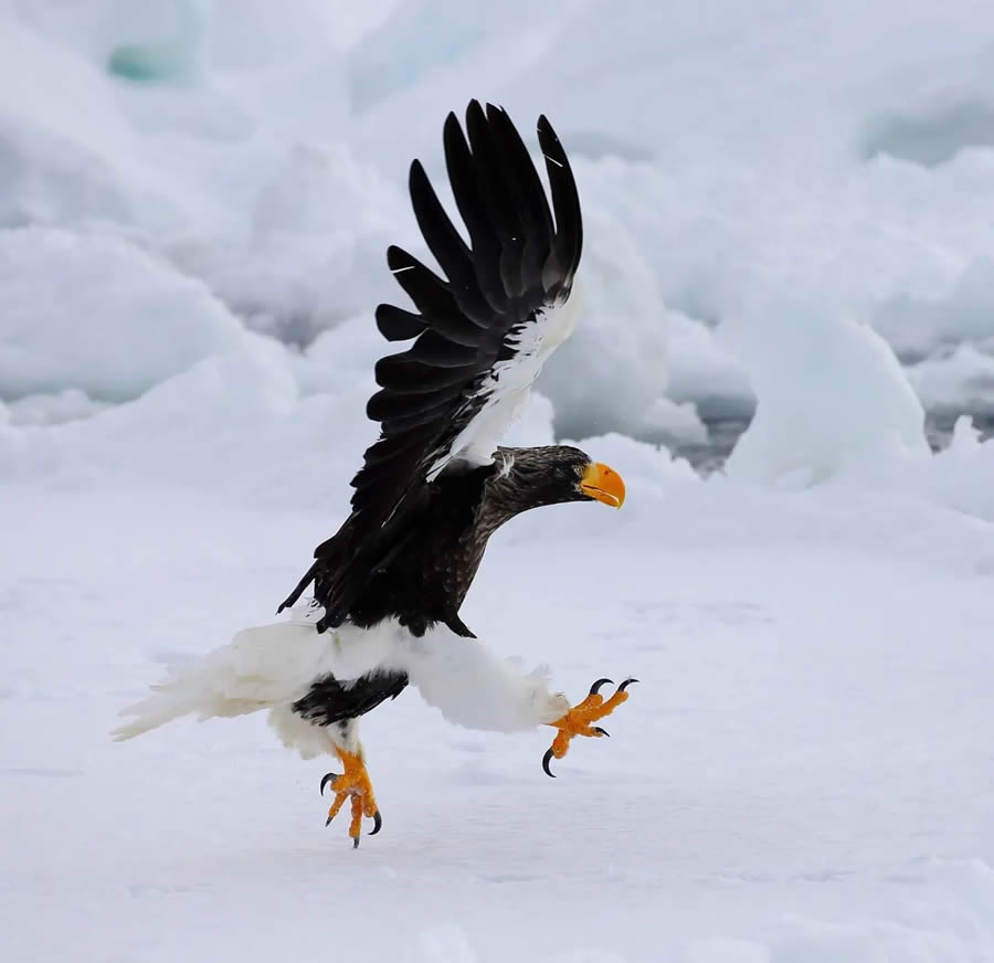 Wildlife Photography By Andrey Gudkov