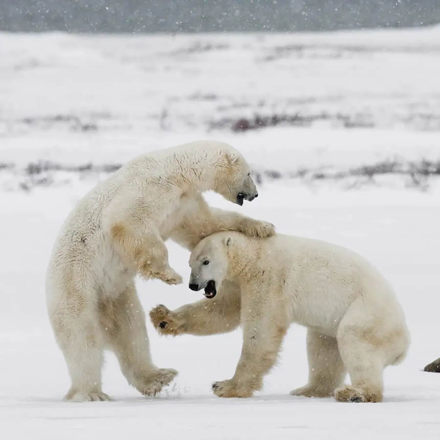 Wildlife Photography By Andrey Gudkov