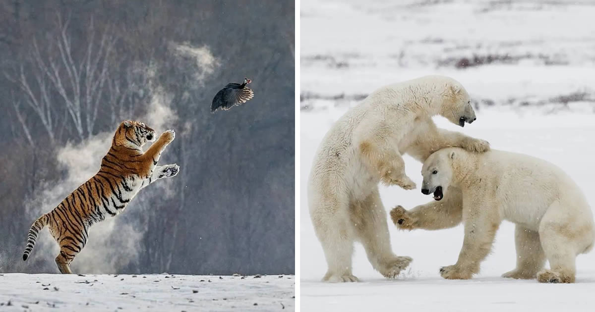 Award-Winning Photographer Andrey Gudkov Showcases Stunning Wildlife Photography from Around the Globe