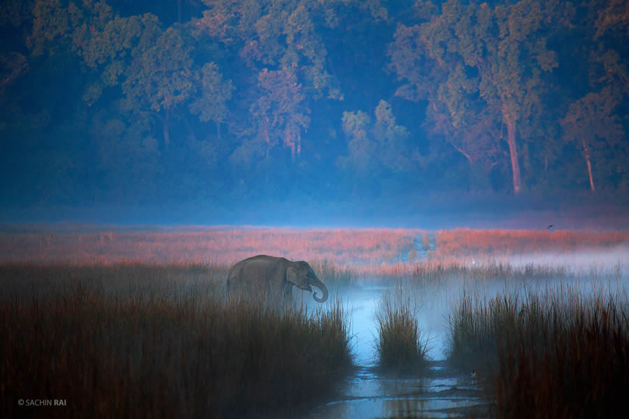 Indian Wildlife Photographer Sachin Rai Captures Incredible Animal Photos in Their Natural Habitat