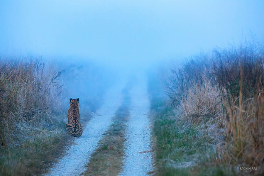 Wildlife Photography by Sachin Rai