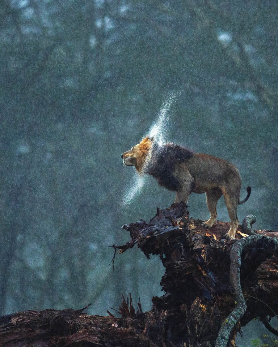 Wildlife Photography Moments to Inspire Nature Lovers