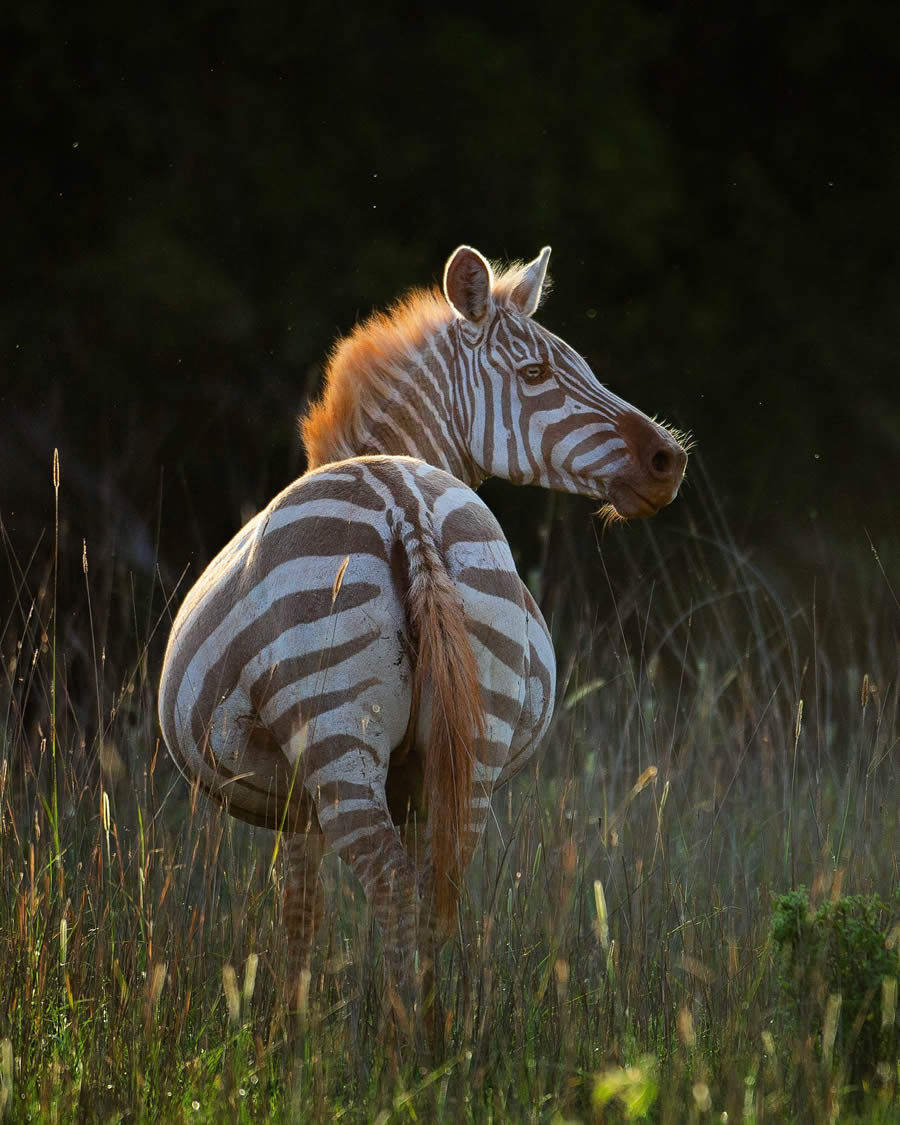 Wildlife Photography by Sachin Rai