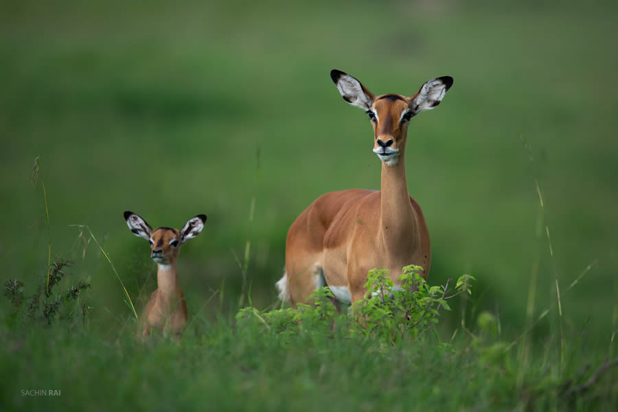 Wildlife Photography by Sachin Rai