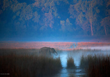 Indian Wildlife Photographer Sachin Rai Captures Incredible Animal Photos in Their Natural Habitat