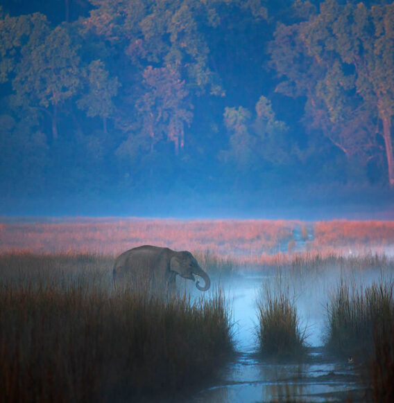 Indian Wildlife Photographer Sachin Rai Captures Incredible Animal Photos in Their Natural Habitat