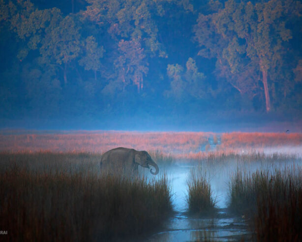 Indian Wildlife Photographer Sachin Rai Captures Incredible Animal Photos in Their Natural Habitat