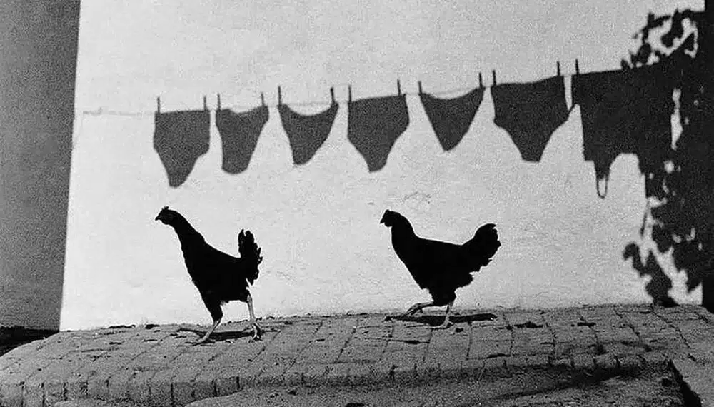 Two chickens walking past shadows of hanging laundry on a wall - decisive moment street photography