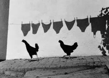Two chickens walking past shadows of hanging laundry on a wall - decisive moment street photography