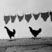 Two chickens walking past shadows of hanging laundry on a wall - decisive moment street photography