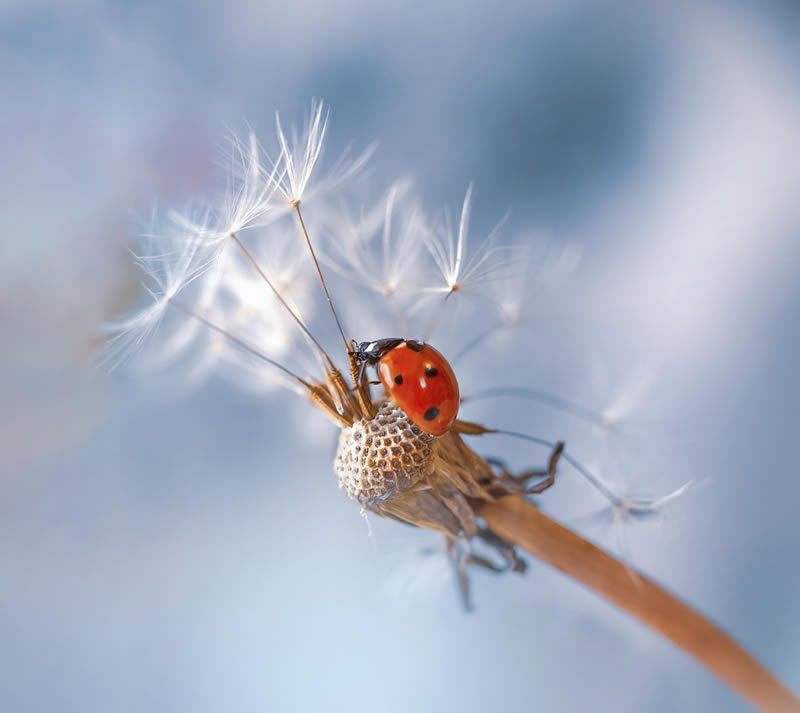 Beautiful Macro Photography by Lara Bonazza