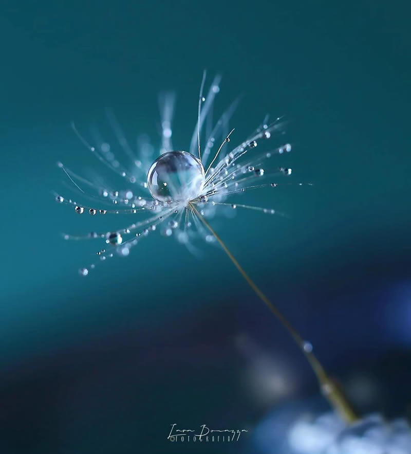 Beautiful Macro Photography by Lara Bonazza