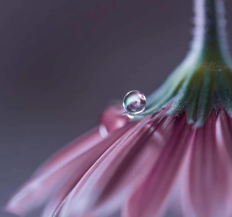 Beautiful Macro Photography by Lara Bonazza