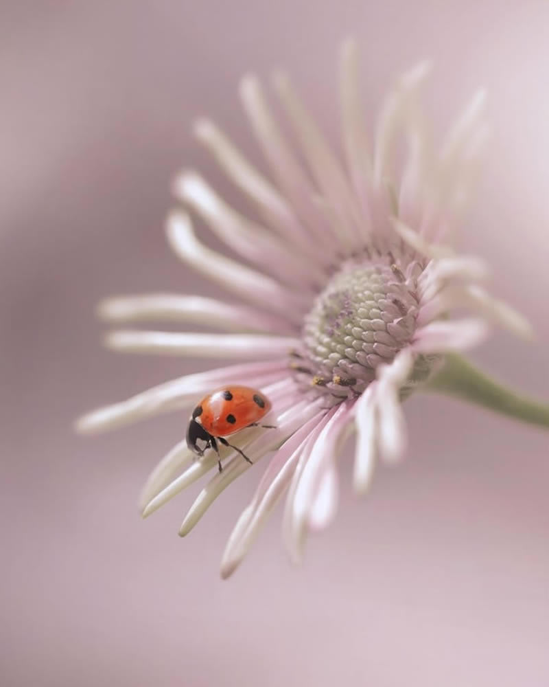 Beautiful Macro Photography by Lara Bonazza