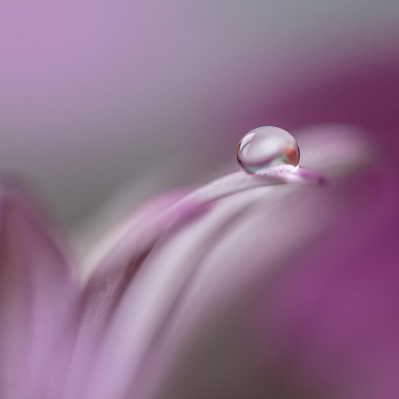 Beautiful Macro Photography by Lara Bonazza