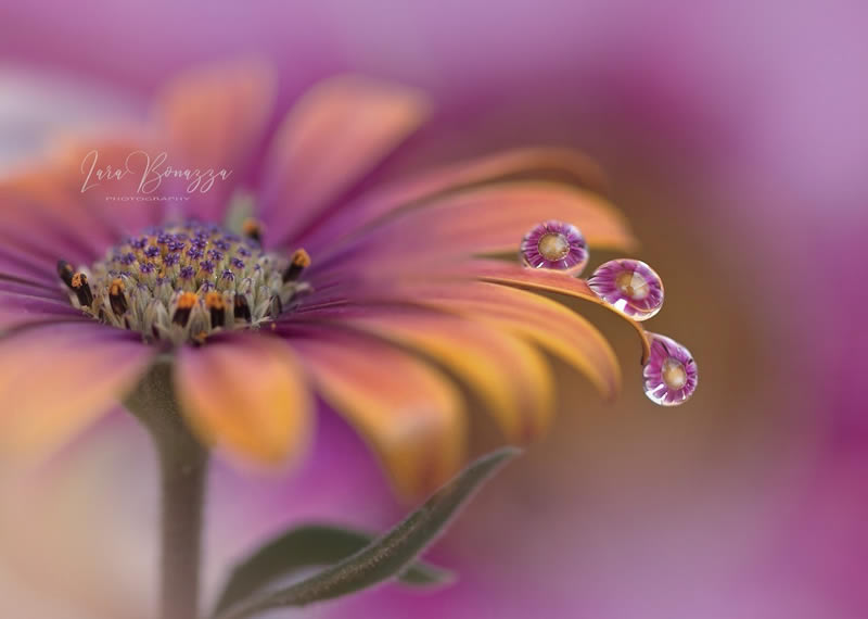 Beautiful Macro Photography by Lara Bonazza