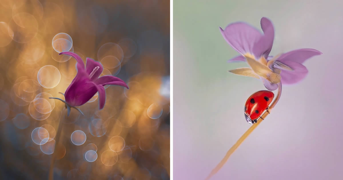 Italian Photographer Lara Bonazza’s Mesmerizing Macro Photography Reveals Life’s Hidden Joys