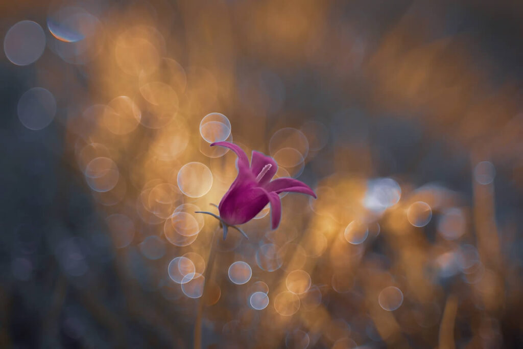 Beautiful Macro Photography by Lara Bonazza