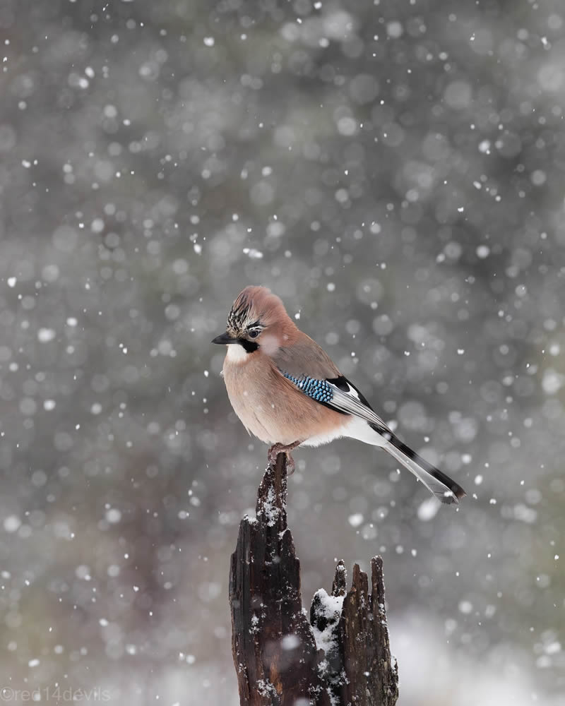 Kuwait Bird Photography by Ali Abdulraheem