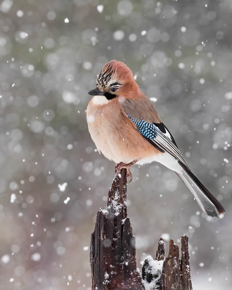 Kuwait Bird Photography by Ali Abdulraheem