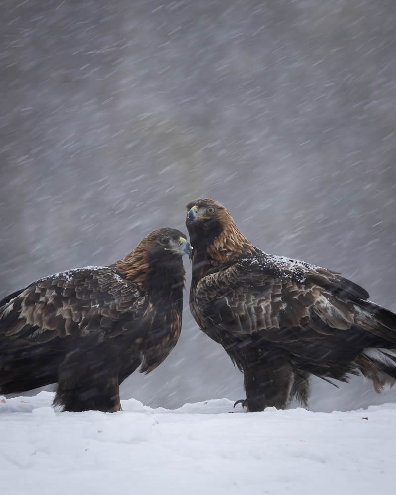 Kuwait Bird Photography by Ali Abdulraheem