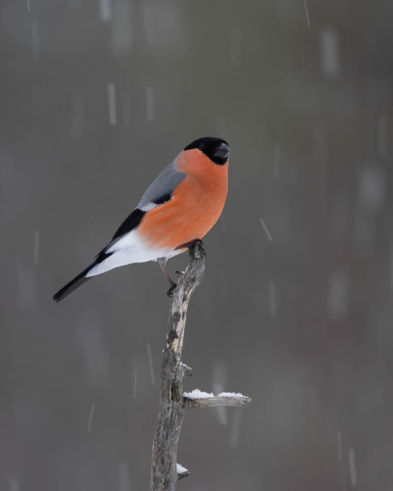 Kuwait Bird Photography by Ali Abdulraheem