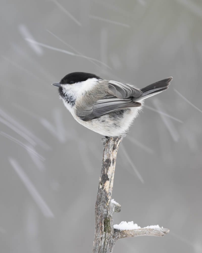 Kuwait Bird Photography by Ali Abdulraheem